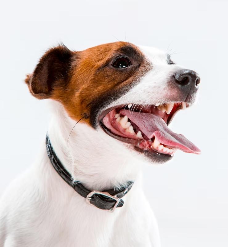 Small Jack Russell Terrier Sitting White 155003 10023